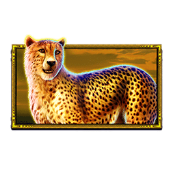 Ikon 3 Safari King